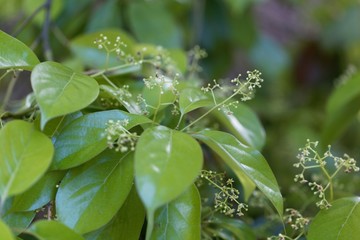 Flowers of a false camphor tree, Cinnamomum glanduliferum.