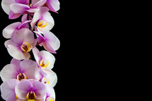 Purple Orchids Vanda In The Orchids Farm.isolated On A Black Background.