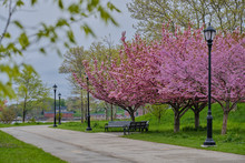 Pink Tree Blossoms, Green Grass And Leaves In Park In Spring In NYC
