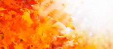 Autumn Natural Background With Orange Maple Leaves, Fall Bright Landscape, Banner, Place For Text