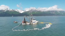 Commercial Fishermen Competing With Sea Lions For Salmon