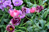 Fototapeta Tulipany - spring flowers in the garden