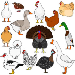 cute cartoon poultry doodle set