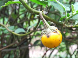 Poster - tomato on branch