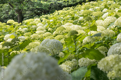 権現堂公園のあじさい 埼玉県幸手市 Stock Photo Adobe Stock 権現堂公園のあじさい 埼玉県幸手市 Stock Photo Adobe Stock