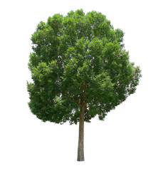 tree isolate on white background