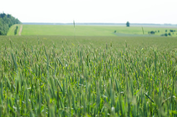 Sticker - rye fields in summer, countryside landscape