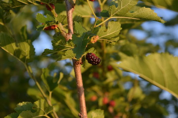 Sticker - Raspberry Bush