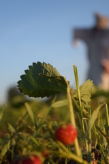 Sticker - Strawberry Plant