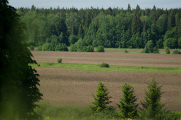 Wall Mural - cultivated field near forest, countryside summer landscape