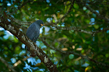 Wall Mural - Great Black-Hawk, Buteogallus urubitinga, large bird found in Central and South America. Wildlife scene from tropical nature. Hawk in nature habitat.