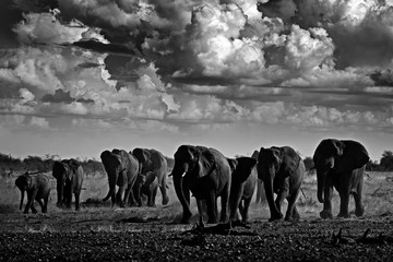 Wall Mural - Black and white art photo. African safari. Herds elephant in the sand desert. Wildlife scene from nature, elephant in habitat, Etocha NP, Namibia, Africa. Green wet season, storm dark sky.