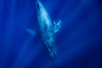  クジラ