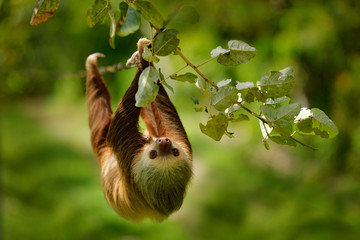 Sloth in nature habitat. Beautiful Hoffman’s Two-toed Sloth, Choloepus hoffmanni, climbing on the tree in dark green forest vegetation. Cute animal in the habitat, Costa Rica. Wildlife in jungle.