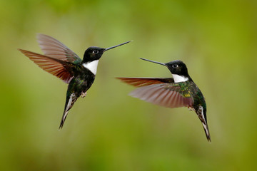 Wall Mural - Black hummingbird Collared Inca, Coeligena torquata, dark green black and white hummingbird flying bird fight, Colombia. Wildlife scene from nature. Black and white tropic bird. Two birds, open wings.