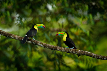 Wall Mural - toucan sitting on the branch in the forest, green vegetation, costa rica. nature travel in central a