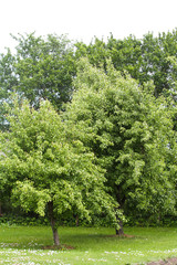 Beautiful garden view of two growing trees in a countryside garden.