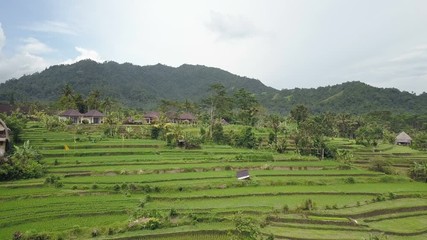 Wall Mural - Aero view from drone on rice terraces of mountain and house of farmers. Bali, Indonesia