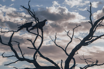 Two Australian Eagles sitting on a tree