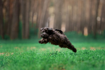 Dogs of breed Miniature Schnauzer and Black Russian Terrier in the summer forest