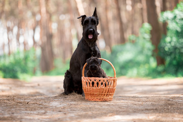 Dogs of breed Miniature Schnauzer and Black Russian Terrier in the summer forest