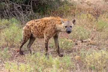 hyena mammal of the national park reserves and parks of south africa