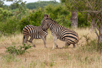 zebre mammal of the kruger national park reserves and parks of south africa