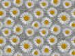 © FloralShot - Daisies on wooden texture. Seamless pattern.