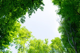 Fototapeta Sawanna - Blick aus dem Wald in den Himmel