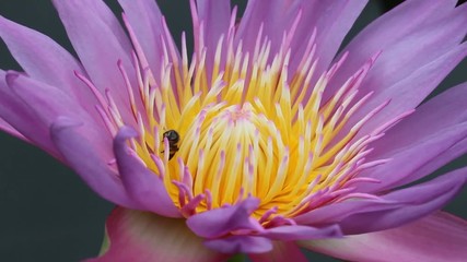 Wall Mural - Bee is sniffing pollen on beautiful purple lotus flower, Macro shot close up nature blooming flower, Wind blowing.