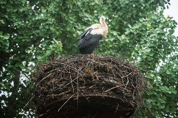 Wet Female Stork in Her Nest Protecting Babies on a Foggy Morning