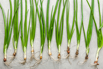 Wall Mural - Fresh green onion, spring scallion freshly harvested vegetables, top view