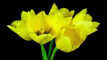 Timelapse Of A Bunch Of Five Yellow Tulip Flowers Blooming On Black Background