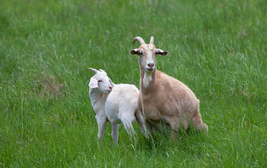 Wall Mural - Goat female and baby goats grazing in a green grass field in Canada