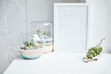 Green Succulents In Flowerpots And Seashell Near Empty Photo Frame On White Surface, Home Decor