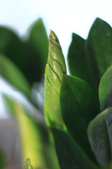 Canvas Print - Zamioculcas zamiifolia - green house plant aka dollar tree.