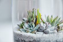 Close Up View Of Green Succulents Under Transparent Glass Cover