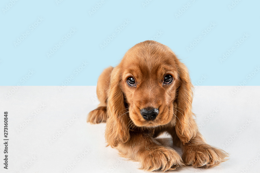 Looking so sweet and full of hope. English cocker spaniel young dog is posing. Cute playful braun doggy or pet is lying isolated on blue background. Concept of motion, action, movement. - obrazy, fototapety, plakaty 