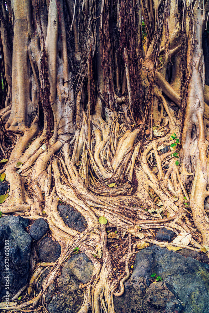 Roots, Ficus socotrana (Ficus socotrana), botanical garden, Jardin ...