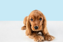 Looking So Sweet And Full Of Hope. English Cocker Spaniel Young Dog Is Posing. Cute Playful Braun Doggy Or Pet Is Lying Isolated On Blue Background. Concept Of Motion, Action, Movement.