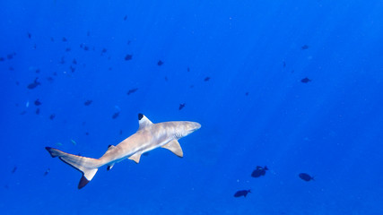 Wall Mural - Blacktip reef shark