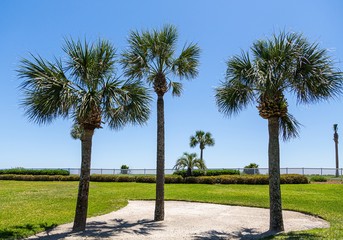 Canvas Print - Three Palm Trees in the property of a beach condo