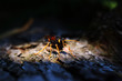 Wasp laying eggs into tree stump