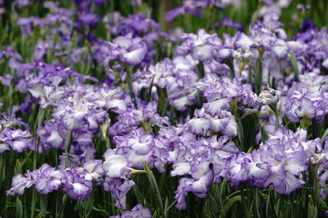 Naklejka na meble 菖蒲の花満開