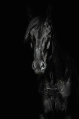 Portrait of a black horse on the black background