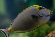 Tropical Fish Naso Tang (Naso Lituratus) -Thailand