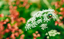 Flower Chafer Green Shiny Beetle (cetonia Aurata) Sitting On White Flower In Summer