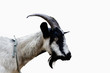 Goat's head isolated on white background