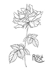 Wall Mural - vector floral arrangement with rose flowers and rose buds