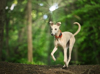 Wall Mural - The Whippet